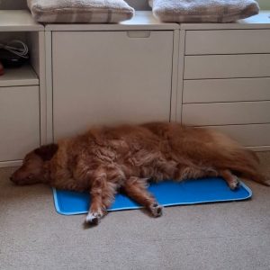Koeldeken hond