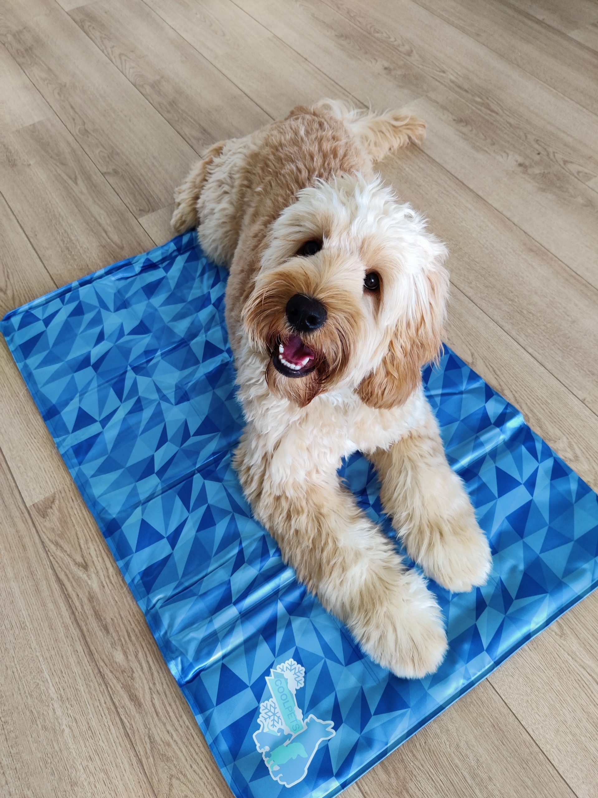 Koelmat action Coolmat Koude mat lidl hond labradoodle