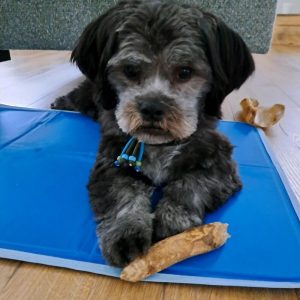 Koelmat hond action