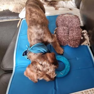 Koelmat hond gevaarlijk