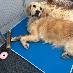 Koelmat hond zonder gel