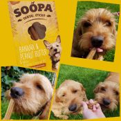 Soopa sticks ervaring Basset Fauve de Bretagne