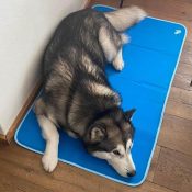koelmat hond gevaarlijk