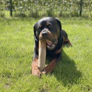 Ervaring koffiehout koffiewortel gevaarlijk powerbreed sterke kaken rottweiler