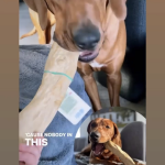 Kauwwortel Koffiehout, Martin Sellier | Boss&Dog