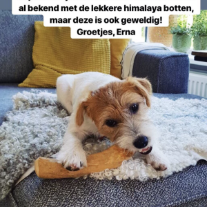 Koffieboomwortel kleine hond