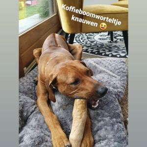 Koffieboon hond