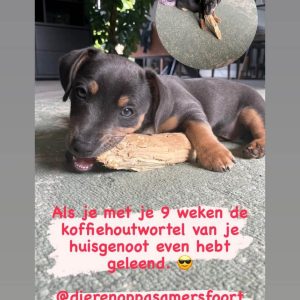 Koffiehout hond puppy