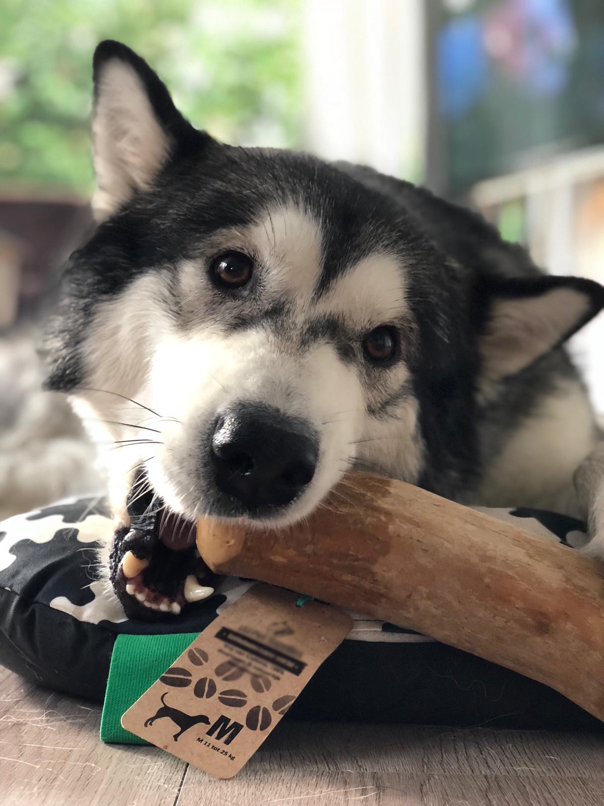 Koffiehout wortel kauwwortel koffieboom honden koffiewortel