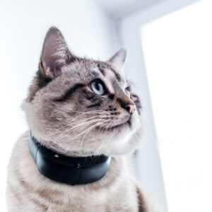 Tractive GPS tracker systeem voor katten