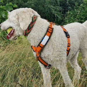 Tractive bevestigen aan tuigje hond