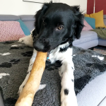 Koffieboom Kauwwortel - M - Natuurlijke hondensnack
