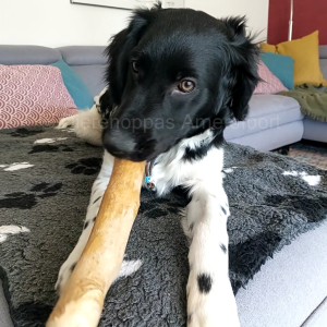 koffiehout kauwwortel hond koffieboomwortel kauwstaaf houten kluif Friese Stabij