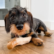 koffiehout kauwwortel hond koffieboomwortel kauwstaaf houten kluif Teckel