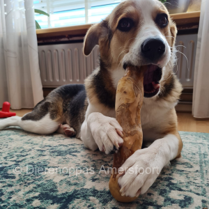 koffiehout kauwwortel hond koffieboomwortel kauwstaaf houten kluif grote hond