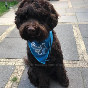 Goedkope beste koelbandana koel halsband koelhalsband hond honden zomer warmte hittegolf oververhitting online bestellen