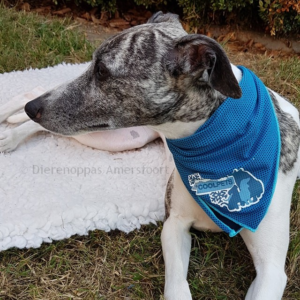 Goedkope beste koelbandana koel halsband koelhalsbandhond honden zomer warmte hittegolf oververhitting online bestellen