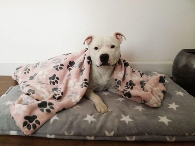 Hond slaapt graag onder een fleece deken stafford teckel