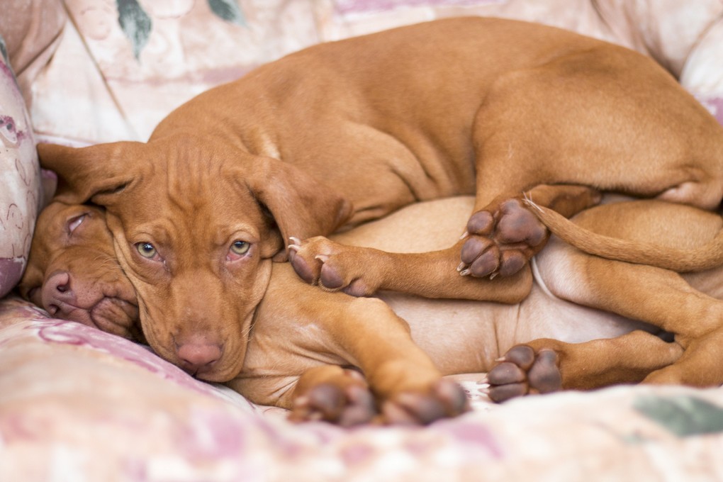 Honden slapen van nature niet alleen maar veilig bij elkaar