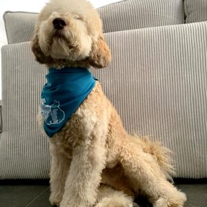 Koelbandana koelband koel bandana halsband warmte zomer hond labradoodle