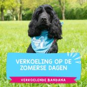 Koelhalsband voor honden