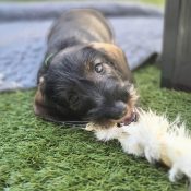 Konijnenoren hond gevaarlijk