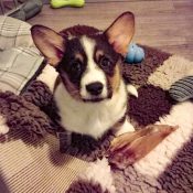 Lamsoren hond kopen