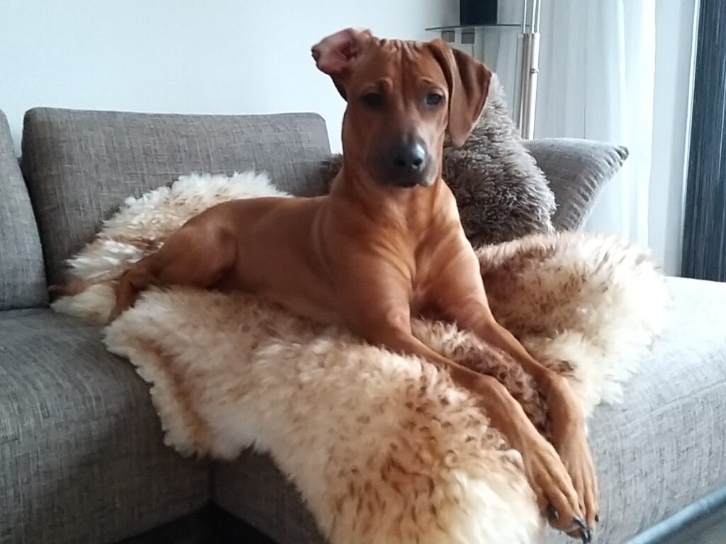 Mag een hond op bed of bank