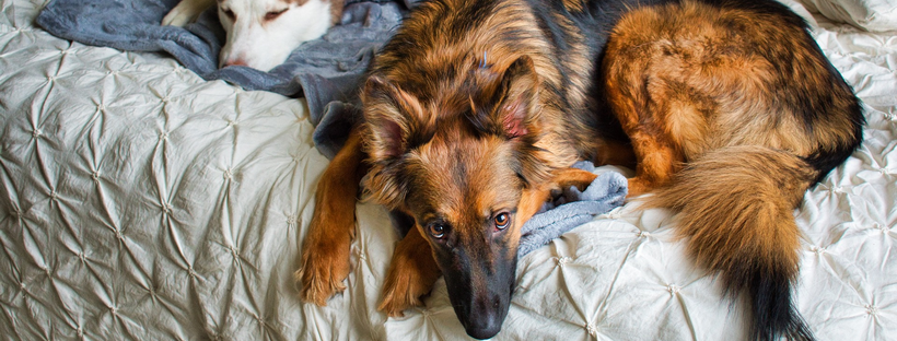 Maar dat hoort toch zo? – Slaapbehoefte & Slaapplaats van de hond
