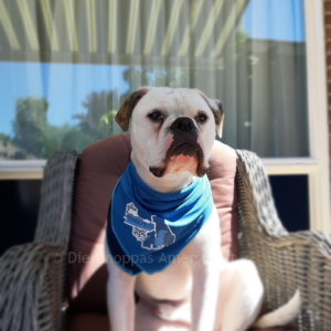 Verkoelende Bandana koelhalsband voor honden halsband koud oververhitting Boxer bulldog