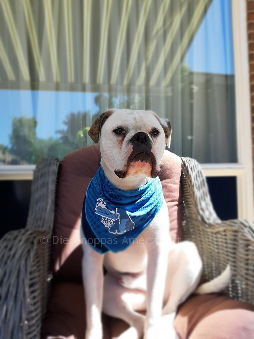 Koelhalsband Koelbandana hond Review &