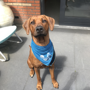 Verkoelende Bandana koelhalsband voor honden halsband koud oververhitting