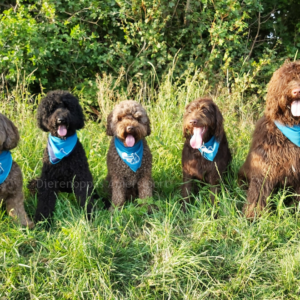 Verkoelende Bandana koelhalsband voor honden halsband koud oververhitting labradoodle