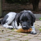 lamsoren lamsoor hond