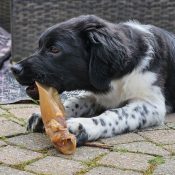 lamsoren lamsoor puppy