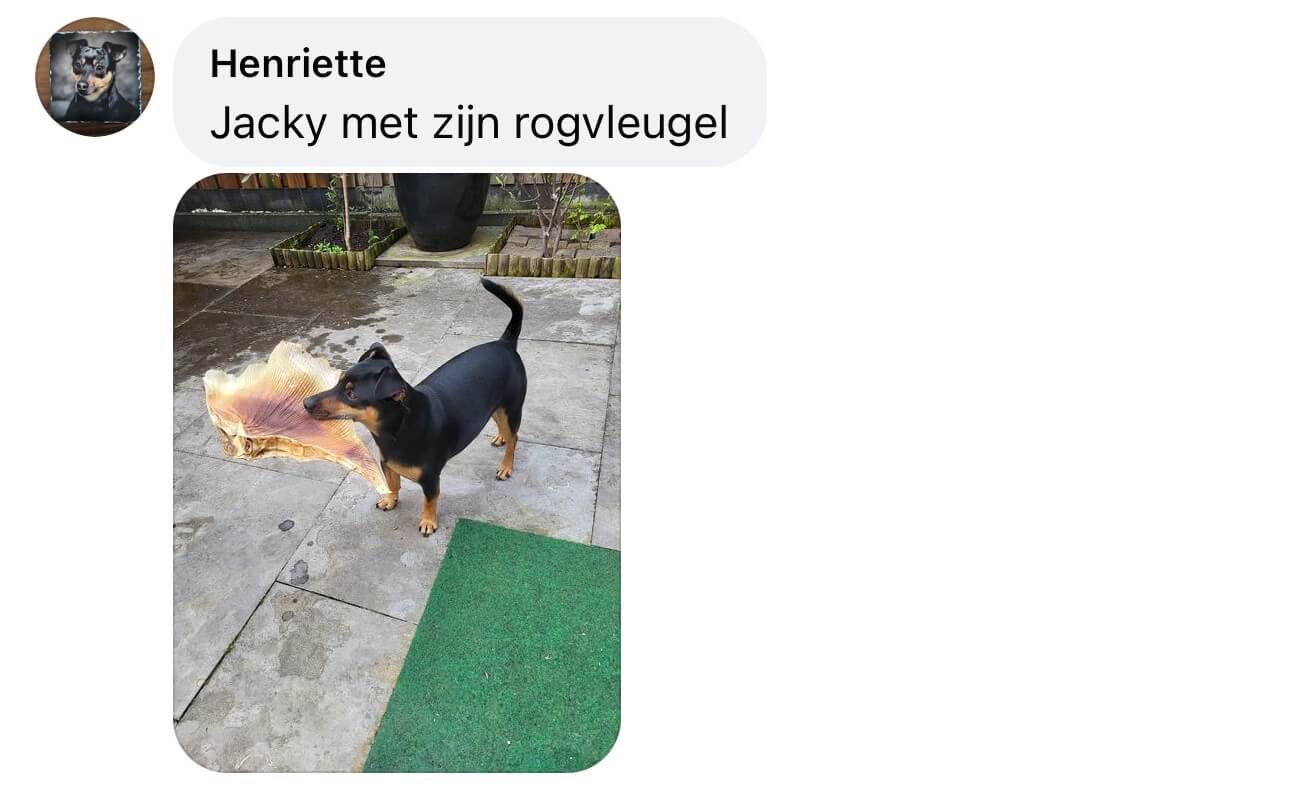 Rogvleugel hondensnack