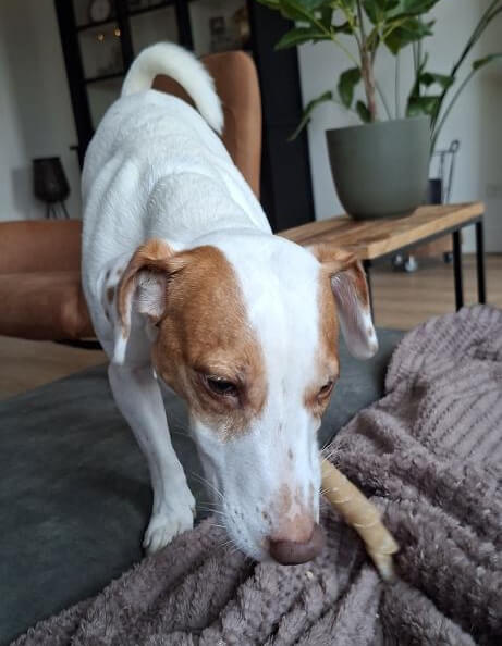 gevulde buffelhuid hond