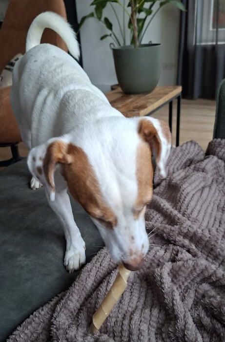 gevulde buffelhuid met zalm hond