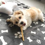 kauwstaafjes hond