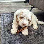 runderhuid slecht voor hond