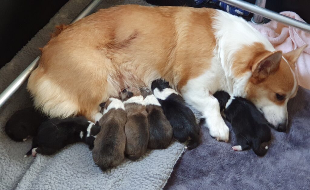 Corgi puppy's aan het slapen bij de moederhond - Hond Puppy laten janken piepen