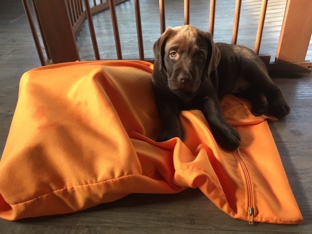 Labrador puppy bovenop de washbag tegen hondenhaar in de wasmachine en was