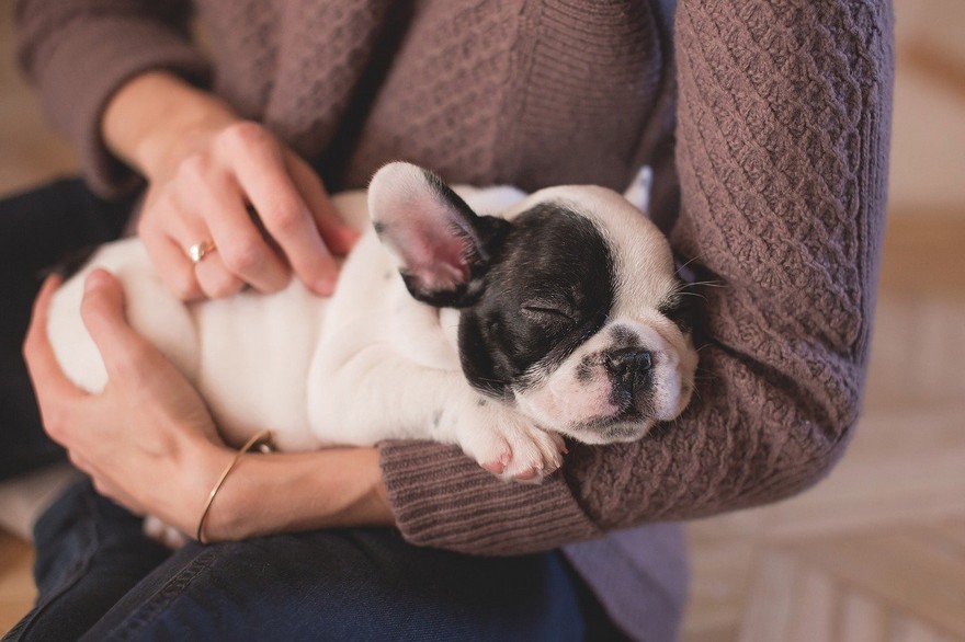 Puppy de eerste weken niet alleen laten basisvertrouwen veiligheid training