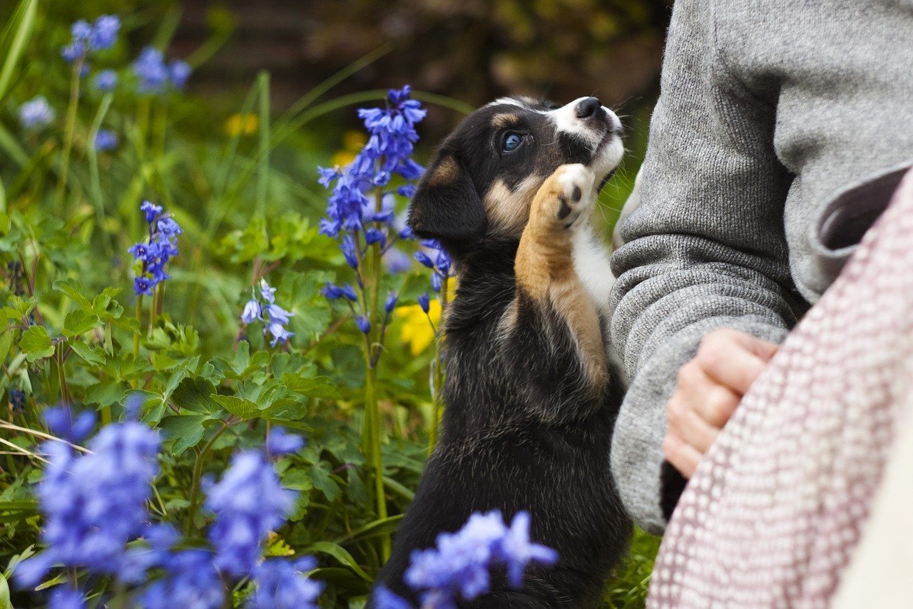 Puppy hond laten huilen janken blaffen piepen in bench eerste nacht