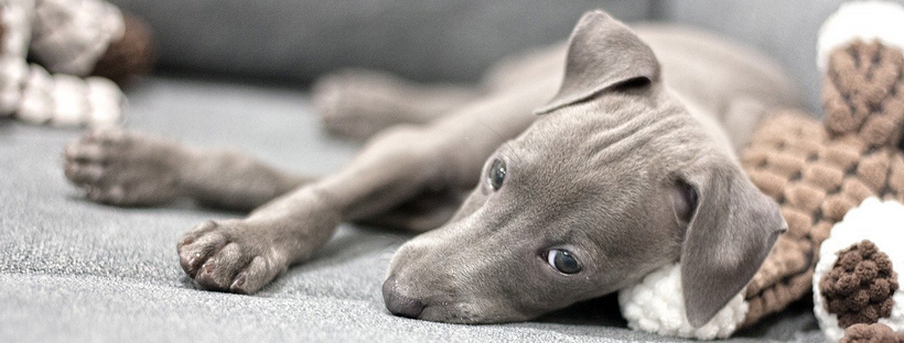 Maar dat hoort toch zo? – De behoefte van veiligheid en nabijheid van de hond