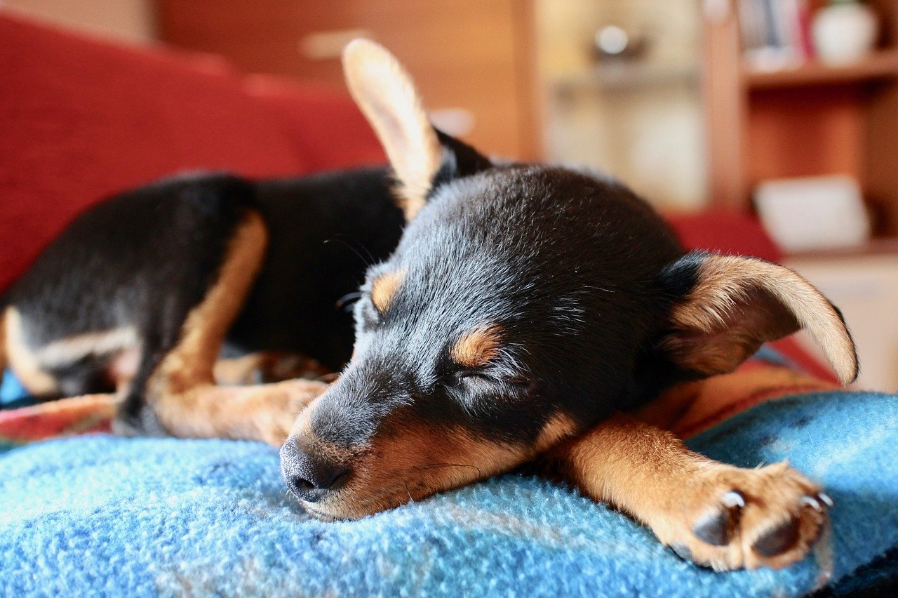 Puppy troosten goed slecht fout wanneer hij huilt piept en jankt