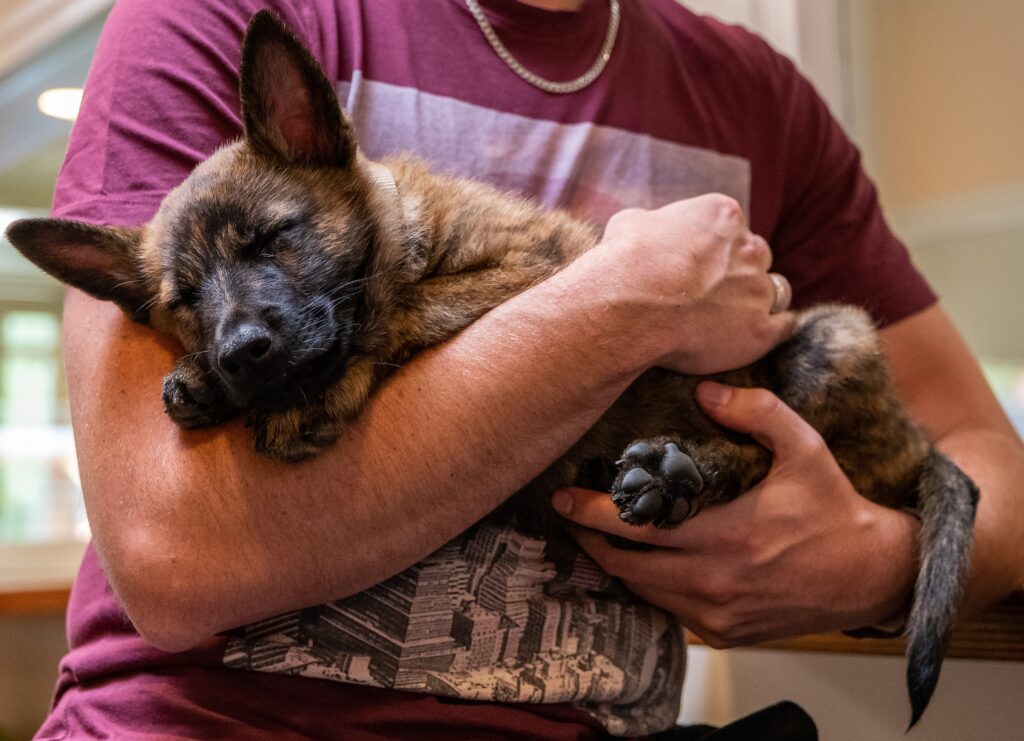 Veilig slapen bij de baas, niet in de bench - Hond Puppy laten janken