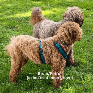 Anny X tuig Labradoodle
