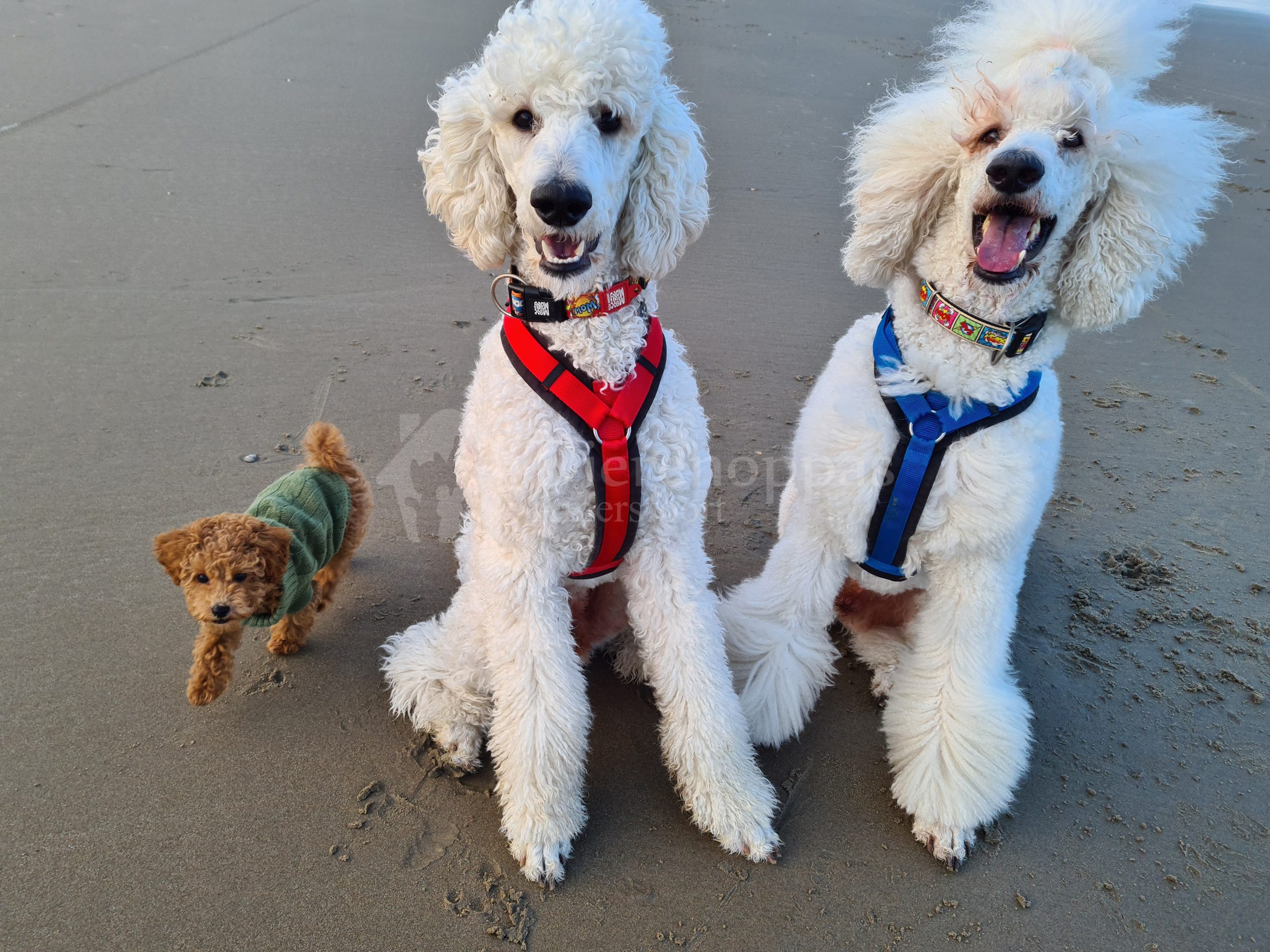 Anny X tuig hond poedels op het strand AnnyX