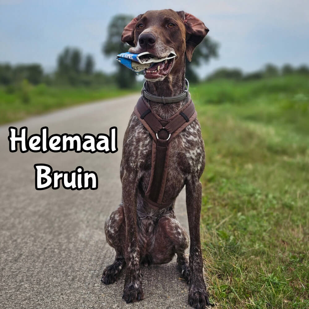 Anny X tuig hondentuig bruin